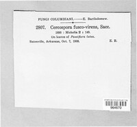 Cercospora fuscovirens image
